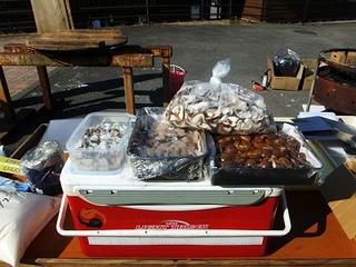 DSCF0483.jpg